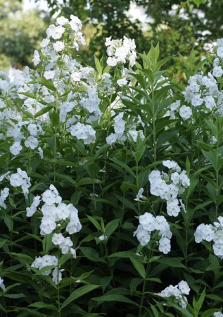PHLOX paniculata Danielle